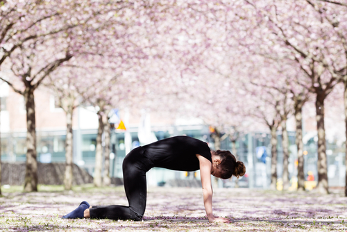 Tư thế yoga Upavistha Bitilasana Majaryasana